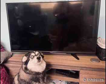 Kamloops husky has become an online sales sensation | iNFOnews | Thompson-Okanagan's News Source - iNFOnews