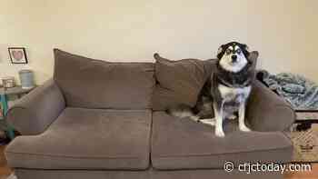 Meet Sadie, Kamloops' top online sales-model - CFJC Today Kamloops