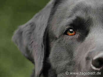 Tollwut-Fall in Niedersachsen: Das müssen Hundehalter wissen - Landkreis Stade - Tageblatt-online