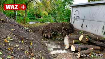 Witten: Noch mehr Bäume müssen für Garagen weichen - Westdeutsche Allgemeine Zeitung