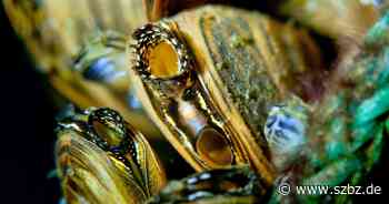 Meister unter Wasser: Model aus Sindelfingen und Fotograf aus Kayh - Sindelfinger Zeitung / Böblinger Zeitung