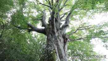 Parma ha dodici nuovi alberi monumentali: c'è anche il Grande Faggio di Schia - La Repubblica