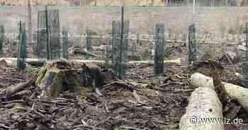 32 Hektar Blomberger Wald werden der Natur überlassen | Lokale Nachrichten aus Blomberg - Lippische Landes-Zeitung