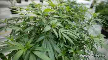 3 years after weed legalization, Ontario man still can't enter U.S. due to 20-year-old pot charge