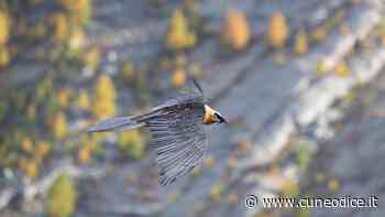 Sono almeno cinque i gipeti in provincia di Cuneo - Cuneodice.it