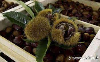Castagne: per quella di Cuneo ci sono buone notizie - Myfruit.it