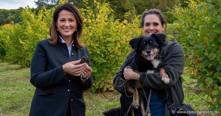 «Wahre Sensation»: Trüffel auf Brachfläche gefunden