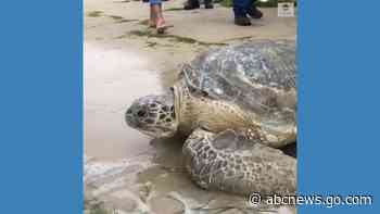 WATCH:  Turtles saved from black market dealers