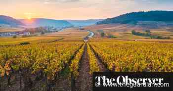 How to buy (relatively) affordable Burgundy wines - The Guardian