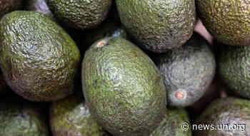 Food Heroes: Ethiopian avocado farmer's 'transformational' crop - UN News