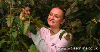 More people are now trying to grow their own food at home - Wales Online