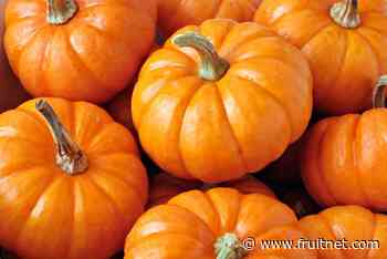 Pumpkins 'increasingly seen as food' - Fruitnet