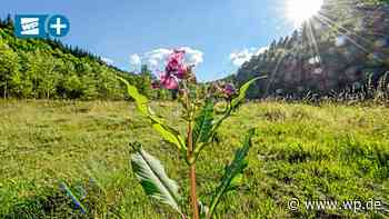 Siegen und Umgebung: Im Wald, da wächst der Freizeitspaß - Westfalenpost