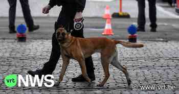 Politiezone Lokeren traint honden in nachtclub: "Ideaal om hen voor te bereiden op gevaarlijke situaties" - VRT NWS