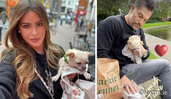 Sofia Vergara and husband enjoy cross-country trip around Ireland - Extra.ie