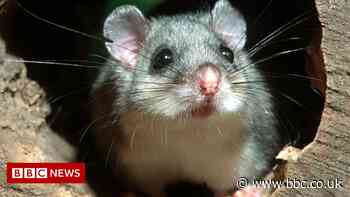 Dormice favoured by Italian mafia seized in drugs raid