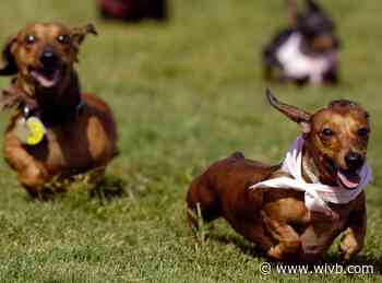 Batavia Downs to host Family Fun and Wiener Dog Races on Sunday