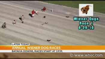 Batavia Downs to host annual wiener dog races Sunday