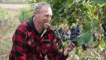 B.C. winemakers in good spirits about 2021 vintage despite summer of fire and extreme heat