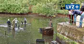Fischzug am Zeuckritzer Schwemmeteich in der Dahlener Heide - Leipziger Volkszeitung