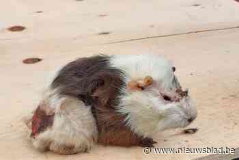 Meer dan 200 ernstig verwaarloosde cavia’s in beslag genomen: “Wie doet zoiets nu?”