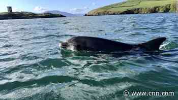A dolphin's decades-long stay made this Irish town famous. A year after he left for good, Dingle bids farewell to Fungie