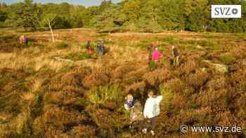 Bretziner Heide bei Wiebendorf: Dem Ginster geht es an den Kragen | svz.de - svz – Schweriner Volkszeitung