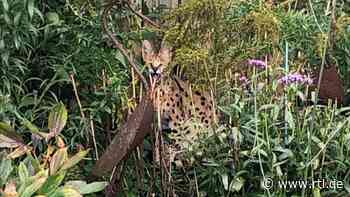 Stadtlohn (NRW): Notruf wegen "Leopard im Garten" - Polizei entdeckt seltenes Tier aus Afrika - RTL Online