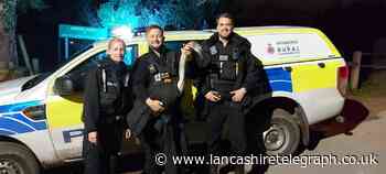 Police rescue 'confused' swan as it's seen wandering in front of cars on main road