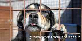 Crotone, aveva 29 cani in casa in condizioni precarie: denunciato - Corriere della Calabria