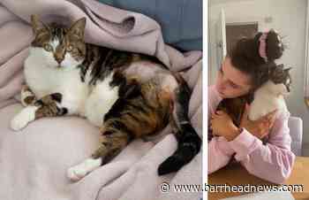 Family hit out after cruel thug maims cat - Barrhead News