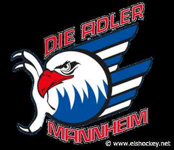 Adler Mannheim treffen auf Bietigheim - Eishockey.net