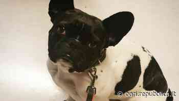 Bari, in corsia arriva un bulldog: per i bambini ricoverati in Oncoematologia la pet therapy con Maya - La Repubblica