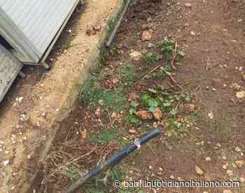 Bari, rubano l'acqua dal canile per innaffiare la piantagione di marijuana: Polizia sgama l'accrocchio - Il Quotidiano Italiano - Bari