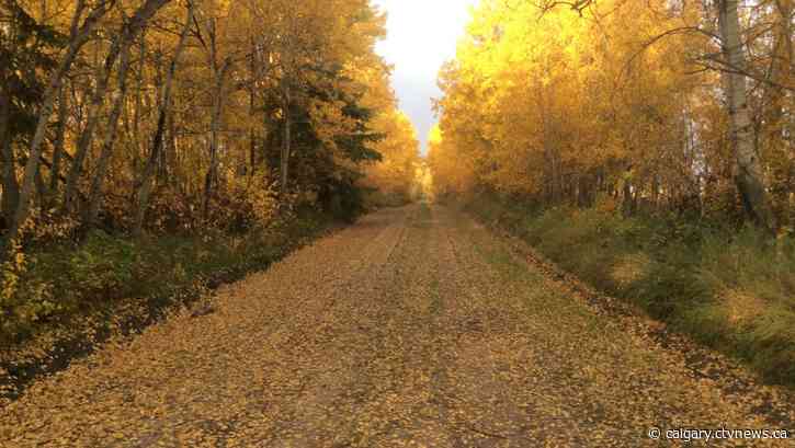Autumn chores ahead? Nature advocacy group suggests putting them off for now