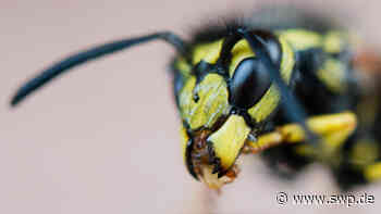 Ärger mit Wespen in Senden: Gemeinschafthalle in Witzighausen wegen Wespennest geschlossen - SWP