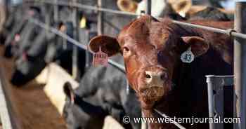 Ranchers Band Together to Take Back Control of Beef Industry: 'It Is Time We Fight Back'