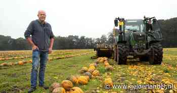 Achterhoekse akkerbouwer zet vol in op pompoenpitten: 'Waarom uit China halen als we ze ook hier kunnen telen' - De Gelderlander