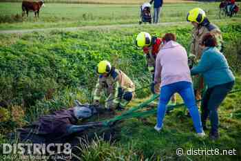 Brandweer zet alles op alles om paard uit sloot te halen Foppenpolder Maasland - District8.net - district8.net