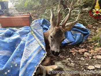 Prato, l’intervento dei vigili del fuoco per liberare un capriolo intrappolato nei rovi - Corriere Fiorentino