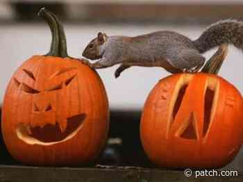 How To Recycle Pumpkins For Birds And Wildlife In Rhode Island - Patch.com