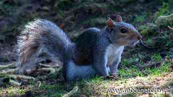 Niente più soppressione, il Centro Fauna di Modena salva gli scoiattoli grigi - ModenaToday