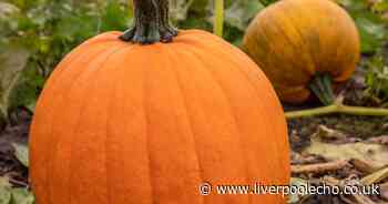 Best places to pick your own pumpkin in St Helens and surrounding areas - Liverpool Echo
