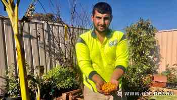 World record beckons for backyard gardener's tree bearing 10 different fruits - ABC News