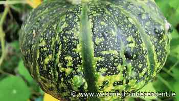 Gourmet Gardener: Ghoulish gourds - Westmeath Independent
