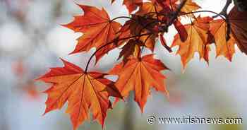 Casual Gardener: All the acers - The Irish News - The Irish News