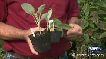 Weekend Gardener: It's time to start planting fall produce! - KBTX