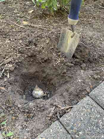 Washington Master Gardener Provides Tips for Fall Bulb Gardening - kciiradio.com