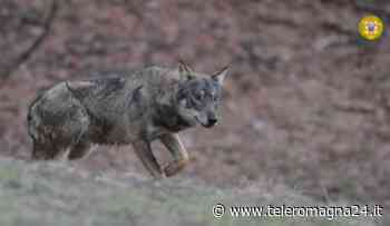 FORLI': "Tre lupi ci inseguono", due escursionisti chiamano il 118 - Teleromagna24