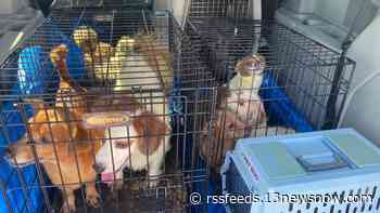 Virginia Beach SPCA asks for help from the public as it takes in dozens of rescue animals